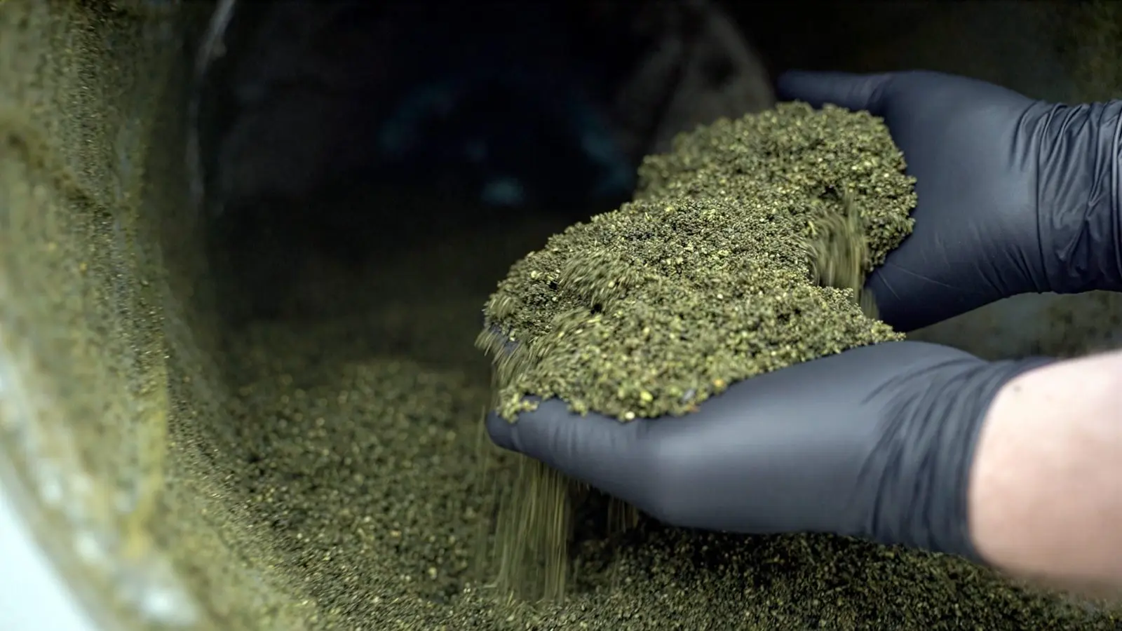 Gloved hands holding infused ground flower inside the drum