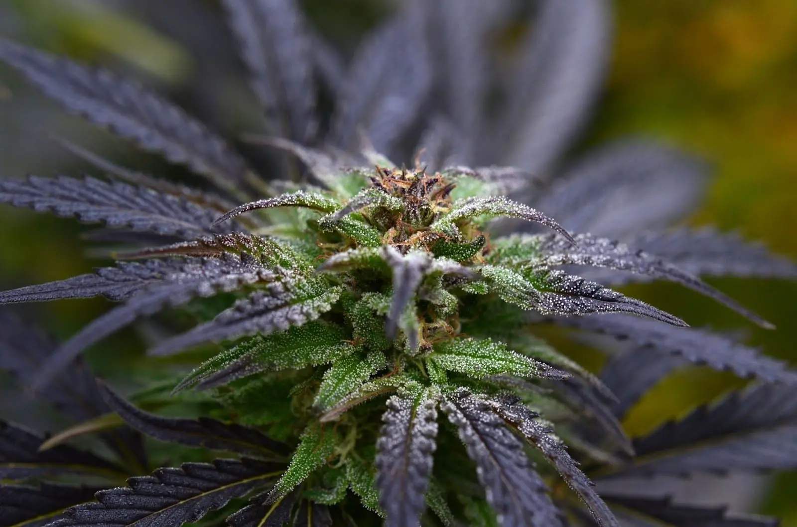 Close-up of a purple cannabis plant